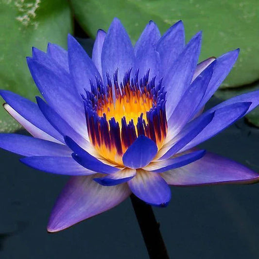 What is Blue Lotus Absolute Oil?