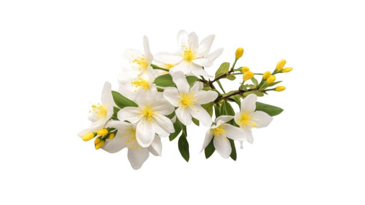 Neroli Oil: Benefits, Uses, and How to Choose the Best Quality - R K Essential Oil