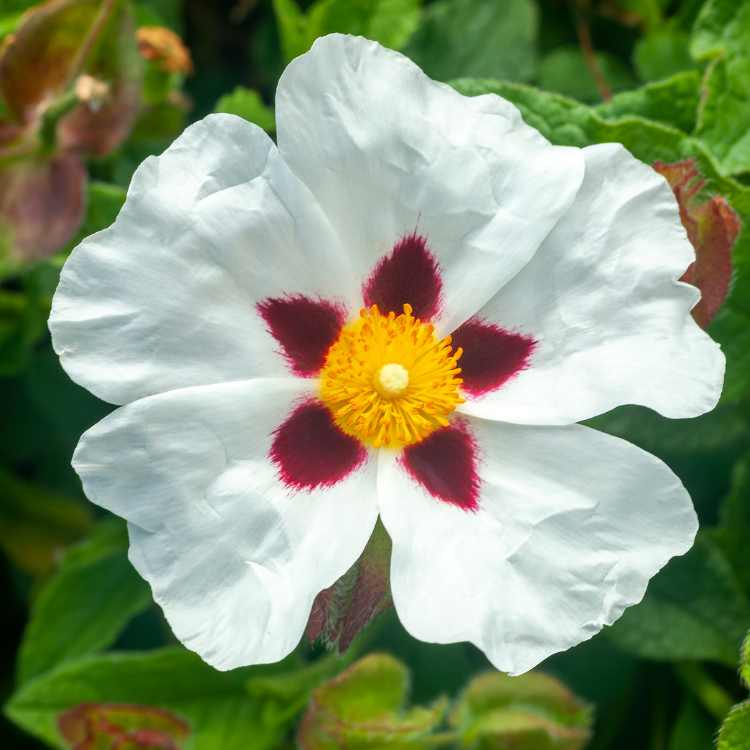 Buy Cistus Absolute in india