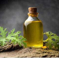 Buy Citronella Oil