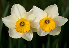 Narcissus Absolute