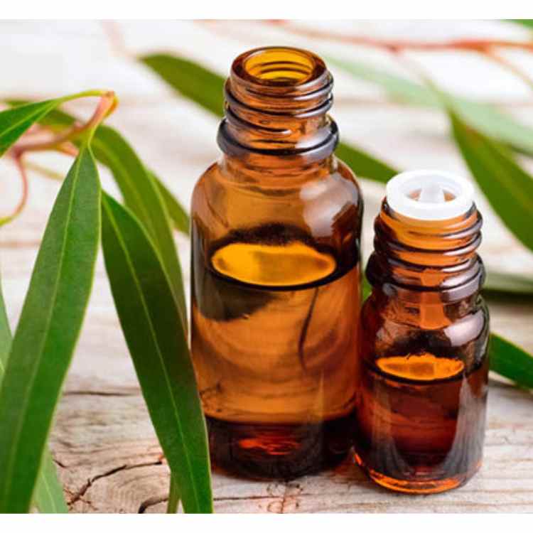 Buy Eucalyptus Globulus Oil