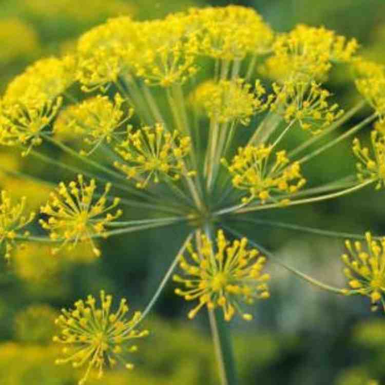 Buy Galbanum Oil