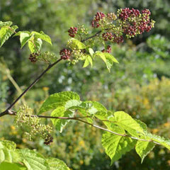 Spikenard Oil