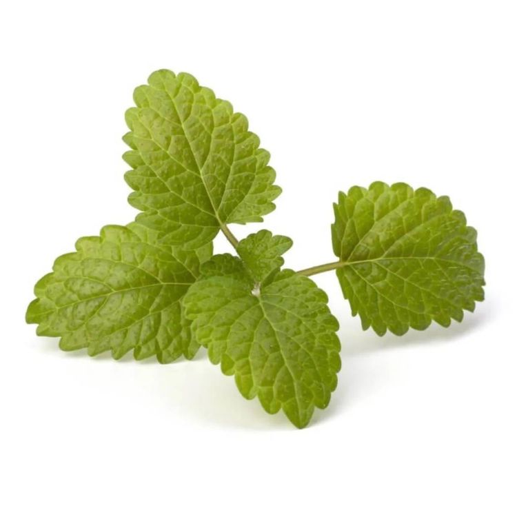 buy begamot mint oil