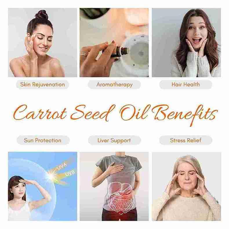 Carrot Seed Oil - R K Essential Oil